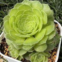 キウイ,キウイ,夕映え,夕映え,姫明鏡の画像