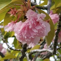 サトザクラ,花木,花のある暮らし,お出かけ先の画像