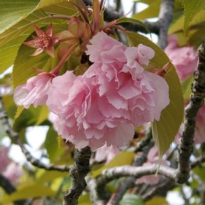 サトザクラ,花木,花のある暮らし,お出かけ先の画像