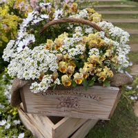 アリッサム,パンジー・ビオラ,横浜里山ガーデンフェスタ2026春,横浜 里山ガーデン 2026春,大好きな場所の画像