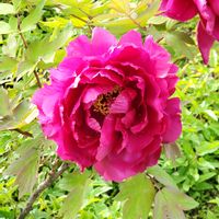 ボタン,牡丹,花のある暮らし,お出かけ先の画像