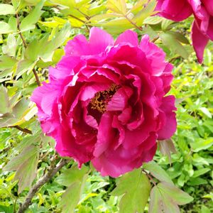 ボタン,牡丹,花のある暮らし,お出かけ先の画像