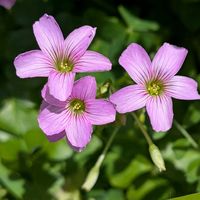 カタバミ,可愛い〜♡,黄色の花,ピンク❤︎ピンク,ちいさな幸せ♡の画像