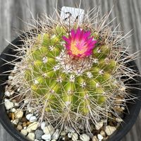 サボテン,サボテン科,サボテンの花,ピンクの花,ぽむのダイソーナンバーズの画像