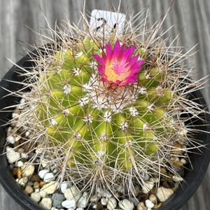 サボテン,サボテン科,サボテンの花,ピンクの花,ぽむのダイソーナンバーズの画像