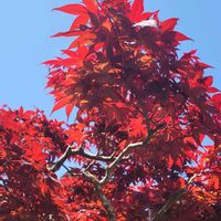 モミジ,黄モッコウバラ,花のある暮らし,元気な花,自然の癒しの画像