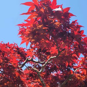 モミジ,黄モッコウバラ,花のある暮らし,元気な花,自然の癒しの画像
