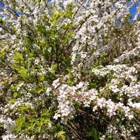 ユキヤナギの画像