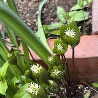 シラネアオイ,ヒトリシズカ,小さな幸せ,優しい気持ち,嬉しい開花の画像