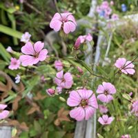 チェリーセージ,チェリーセージ,ツツジ,ツツジ,ツバキの画像