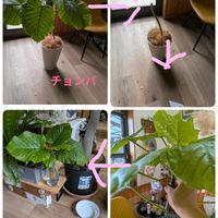 ウンベラータ,フィカス　ウンベラータ,チョンパ,早く大きくなれ,S字に曲げてますの画像