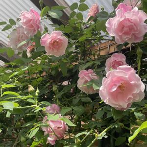 薔薇 スパニッシュ・ビューティ,花のある暮らし,バラのある暮らし,バラが好き,ばら バラ 薔薇の画像