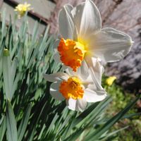 スイセンの画像