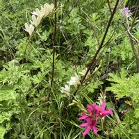 イキシア,トリトニア,トリトニア,センテッドゼラニウムの画像