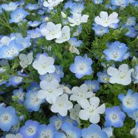 ネモフィラ,ネモフィラ,ネモフィラ,クレロデンドルム・ブルーウィング,チョウジソウの画像