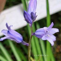 ツリガネスイセン,山野草,花のある暮らし,小庭,植物大好きの画像