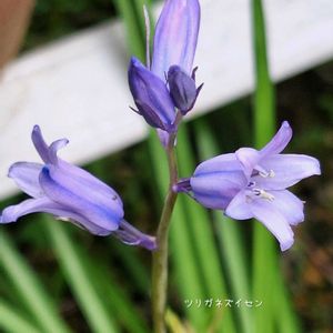 ツリガネスイセン,山野草,花のある暮らし,小庭,植物大好きの画像