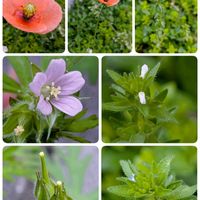 アメリカフウロ,ナガミヒナゲシ,タチイヌノフグリ,祈る震災復興,花のある暮らしの画像