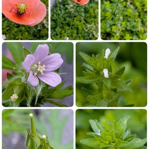 アメリカフウロ,ナガミヒナゲシ,タチイヌノフグリ,祈る震災復興,花のある暮らしの画像