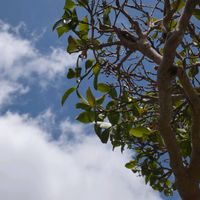 サザンカ,サザンカ,土曜日は お空の発表会,Juneの会,2020年6月同期NO.002の画像