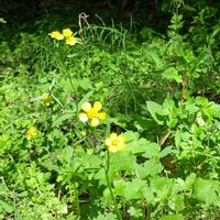 キツネノボタンの画像