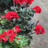 アスパラガス,ゼラニユウム、カリオペ,お花好き,庭の画像