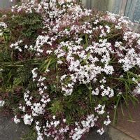 ハゴロモジャスミン,花のある暮らし,母の思い出,玄関アプローチの画像