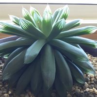 多肉植物,ハオルチア属,ハオルチア・トランシエンス,窓辺の画像