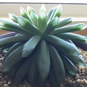 多肉植物,ハオルチア属,ハオルチア・トランシエンス,窓辺の画像