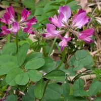 アオキ,ブルーベリー,レンゲソウ,ローズマリー,八重桜の画像