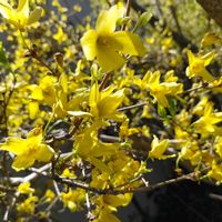 レンギョウの画像