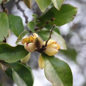 カラタネオガタマの画像