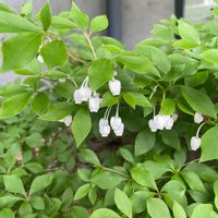 ドウダンツツジの画像