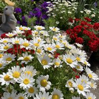 ウメ,ガーベラ,ガーベラ,ノースポール,ボタンの画像