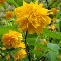 ヤマブキ,黄色い花,花のある暮らし,お出かけ先の画像