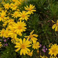 ユリオプスデージー,ユリオプスデージー,ギョリュウバイ,ギョリュウバイ,ギョリュウバイの画像