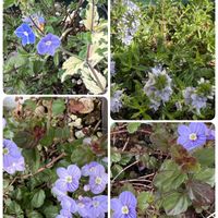 ベロニカ,斑入りベロニカ　ミッフィーブルート,ベロニカ・マダムマルシア,ベロニカ・マダムマルシア,ベロニカミッフィーブルートの画像