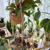 フィロデンドロン,フィロデンドロン・ピッチェリー,フィロデンドロン・ピンクプリンセス,フィロデンドロン・バーキン,フィロデンドロン・プリンスオブオレンジの画像