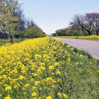 菜の花,お出かけさきの画像