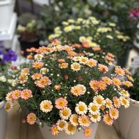 ボンザマーガレット,ボンザマーガレット チェリー,ボンザマーガレット　レモンイエロー,ボンザマーガレット サンセットオレンジの画像