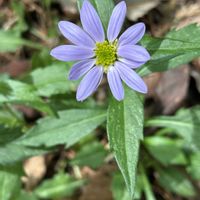 ミヤマヨメナ,ミヤマヨメナ,ミヤマヨメナ,キク科,薄紫色の花の画像