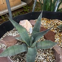 アガベ,アガベ フレキシスピナ,アガベ属,ドライガーデン,アガベ男子の画像