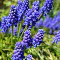 ムスカリの画像