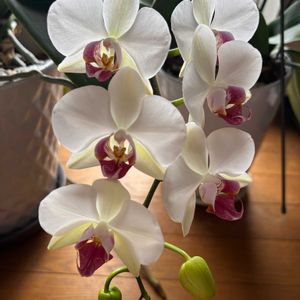 胡蝶蘭,白い花,花のある暮らし,毎年咲く,スマホ撮影の画像