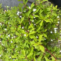 ドウダンツツジの画像