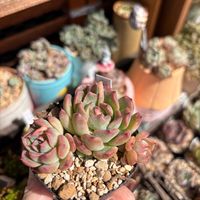 多肉,エケベリア,多肉植物,エケベリア属,花手毬×メキシコポルデンシスの画像