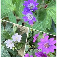 ゲラニウム,フウロソウ,ゲラニウムシューティングブルー,ゲラニウム ビルウォーリス,ゲラニウム サマースノーの画像