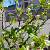 プルーン,プルーンの画像