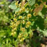 フサスグリ,フサスグリの画像