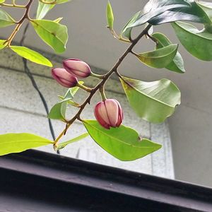 カラタネオガタマ,クンシラン,シラユキゲシ,モミジ,山野草の画像